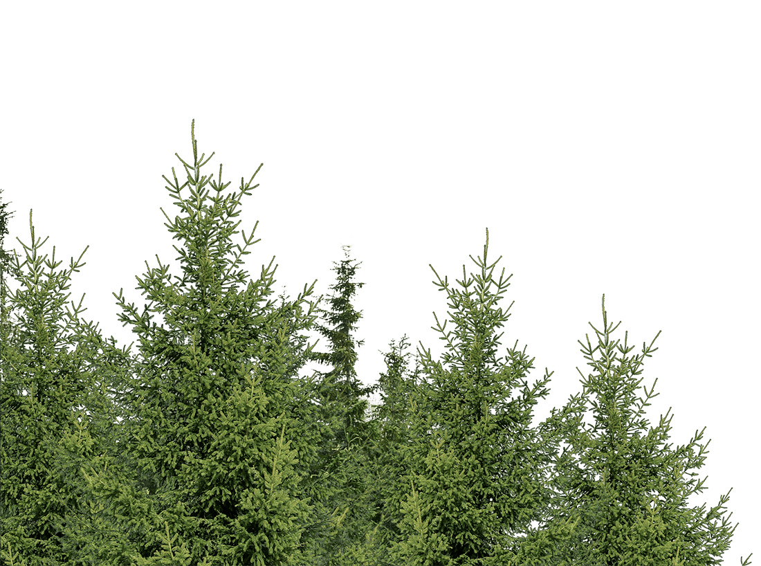 pine isolated3
